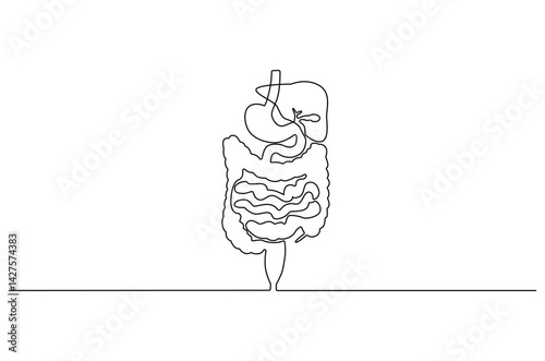 Continuous one line drawing of Human digestion. Single line drawing illustration of Human Digestive. Human anatomical concept vector art. Doodle line illustration.