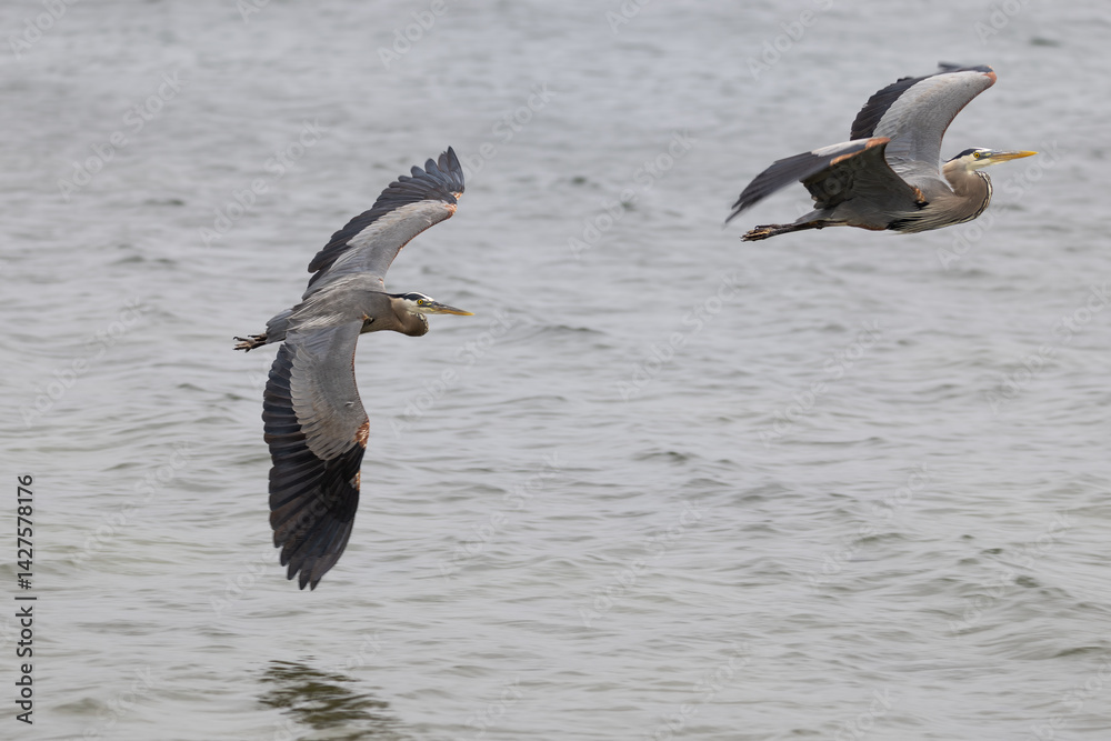 Naklejka premium great blue herons