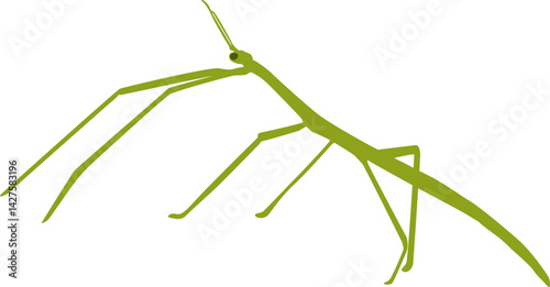 Walking Stick Insect