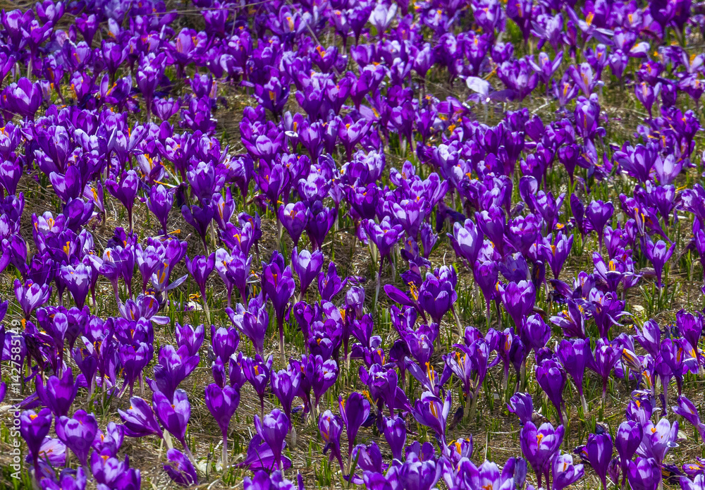Close-up of many wild crocuses with selective focus