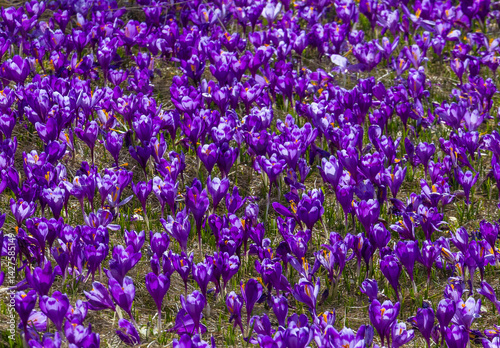 Obraz na płótnie Close-up of many wild crocuses with selective focus w salonie