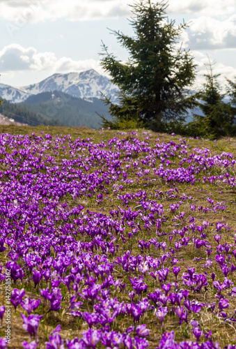 Mesmerizing landscape with a carpet of many crocuses on the alpine field. Many crocuses on the Prislop pass - Romania