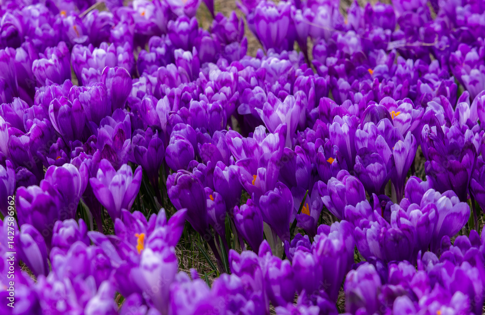 Close-up of many wild crocuses with selective focus