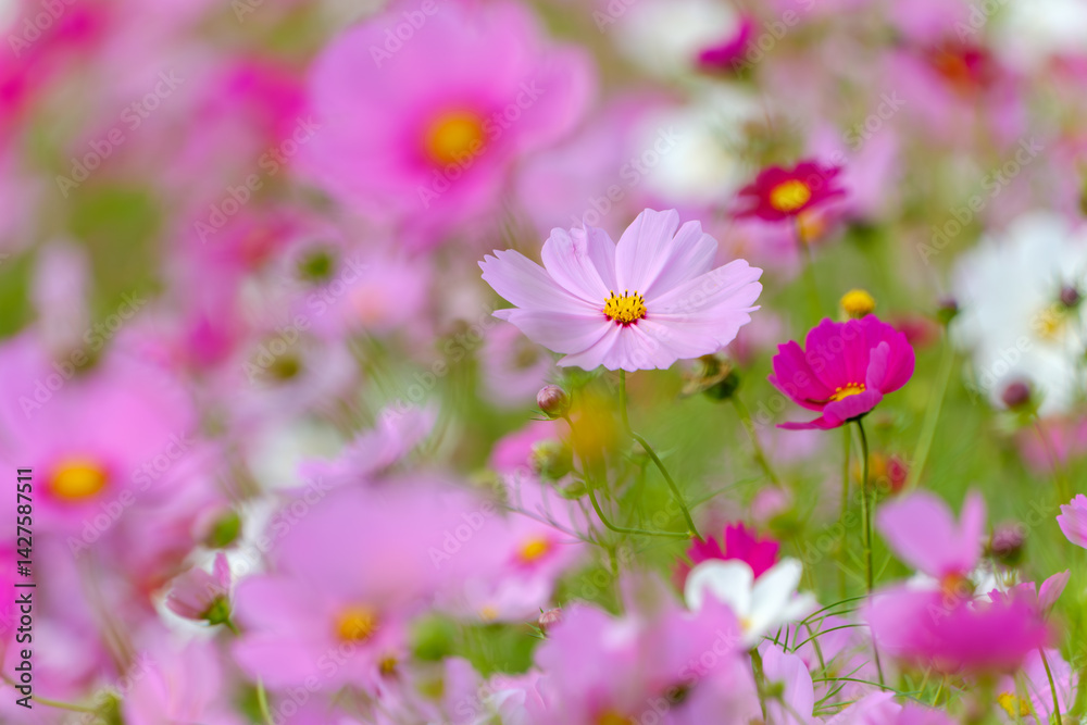 秋風に揺れるコスモスの花畑 秋風に揺れるコスモスの花畑