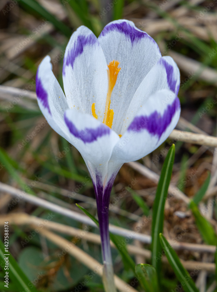 Close-up of a Crocus albiflorus flower