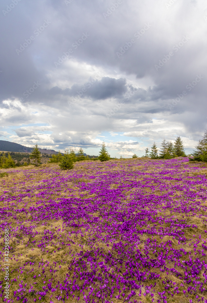 A carpet of many Purple Crocus Flowers on a mountain field