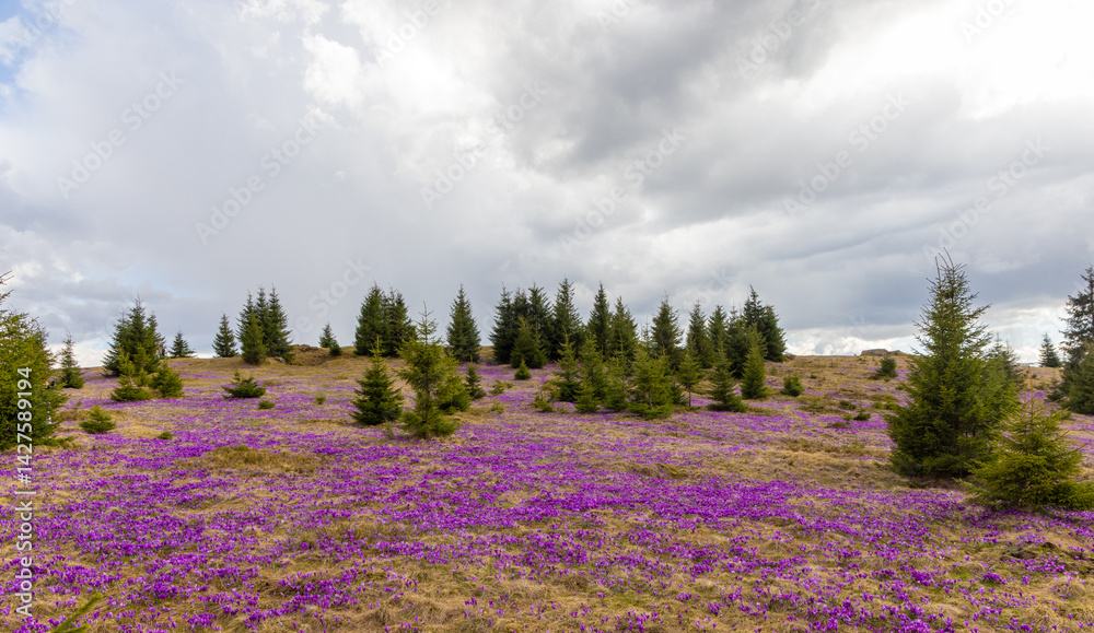 Mesmerizing landscape with a carpet of many crocuses on the alpine field. Many crocuses on the Prislop pass - Romania
