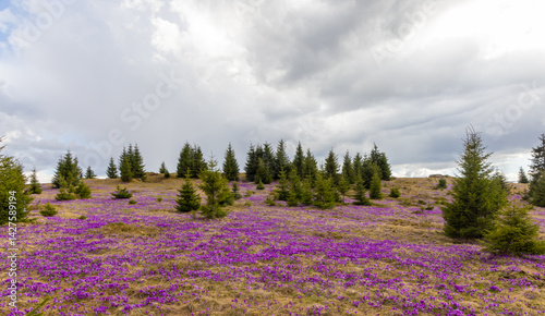 Obraz na płótnie Mesmerizing landscape with a carpet of many crocuses on the alpine field. Many crocuses on the Prislop pass - Romania w salonie