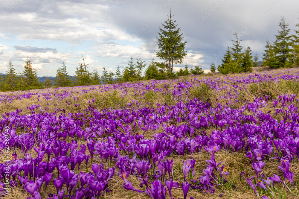 Naklejka premium Landscape with many blooming crocuses on an alpine pasture