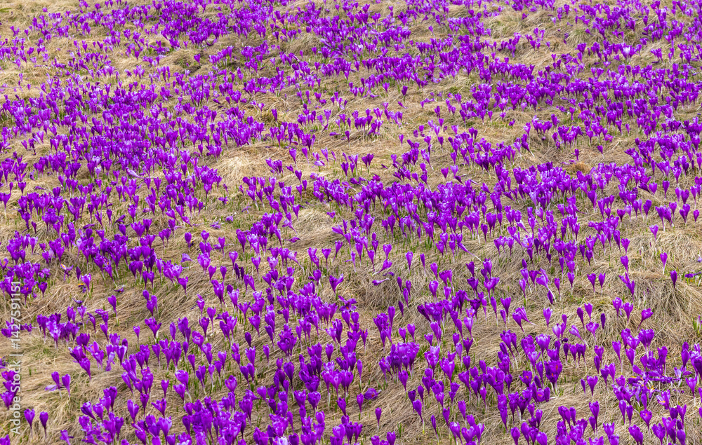 Close-up of many blooming purple crocuses