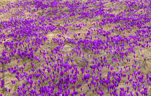 Obraz na płótnie Close-up of many blooming purple crocuses w salonie