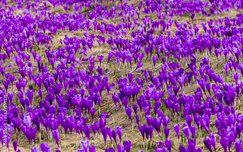 A carpet of many Purple Crocus Flowers on the ground