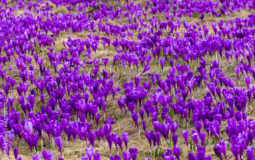 Obraz na płótnie A carpet of many Purple Crocus Flowers on the ground w salonie