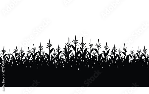 Corn field silhouette. This image shows a black silhouette of a cornfield, also referred to as maize crops, depicting tall stalks and leafy plants. Vector clipart illustration design.