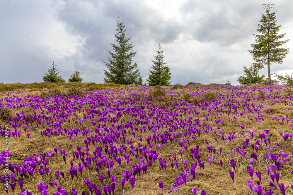 Mesmerizing landscape with a carpet of many crocuses on the alpine field. Many crocuses on the Prislop pass - Romania