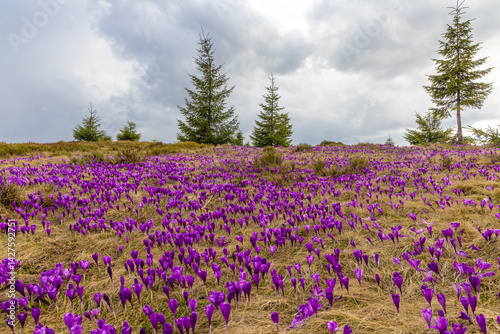 Obraz na płótnie Mesmerizing landscape with a carpet of many crocuses on the alpine field. Many crocuses on the Prislop pass - Romania w salonie