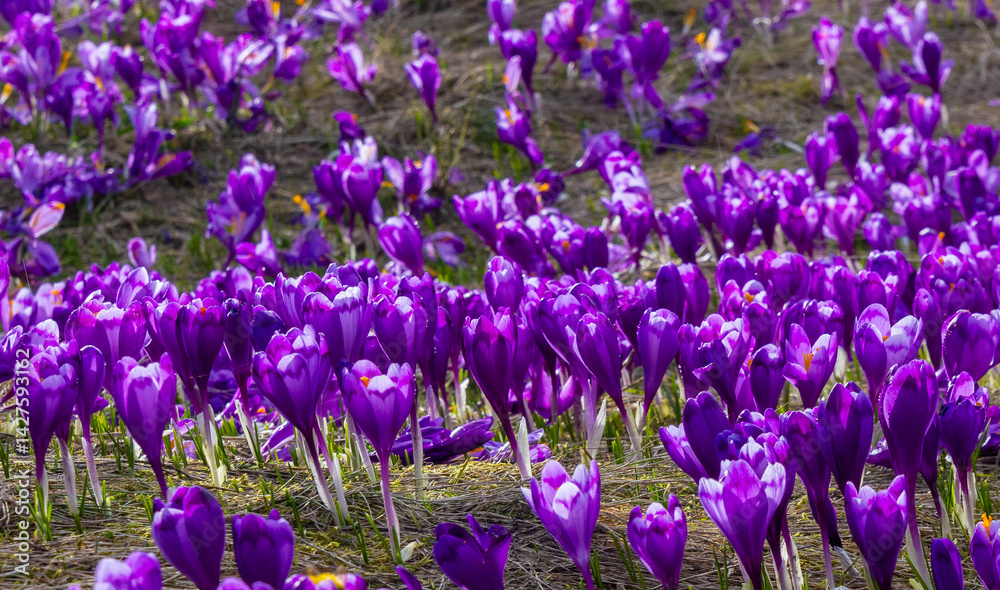 A carpet of many Purple Crocus Flowers on the ground