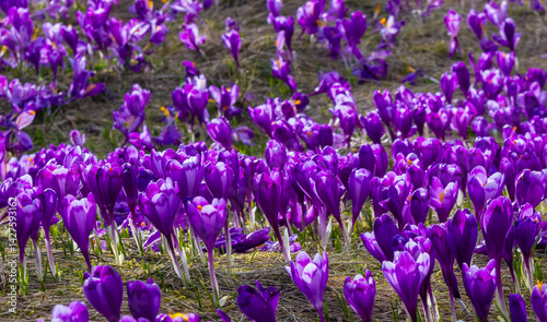 Obraz na płótnie A carpet of many Purple Crocus Flowers on the ground w salonie