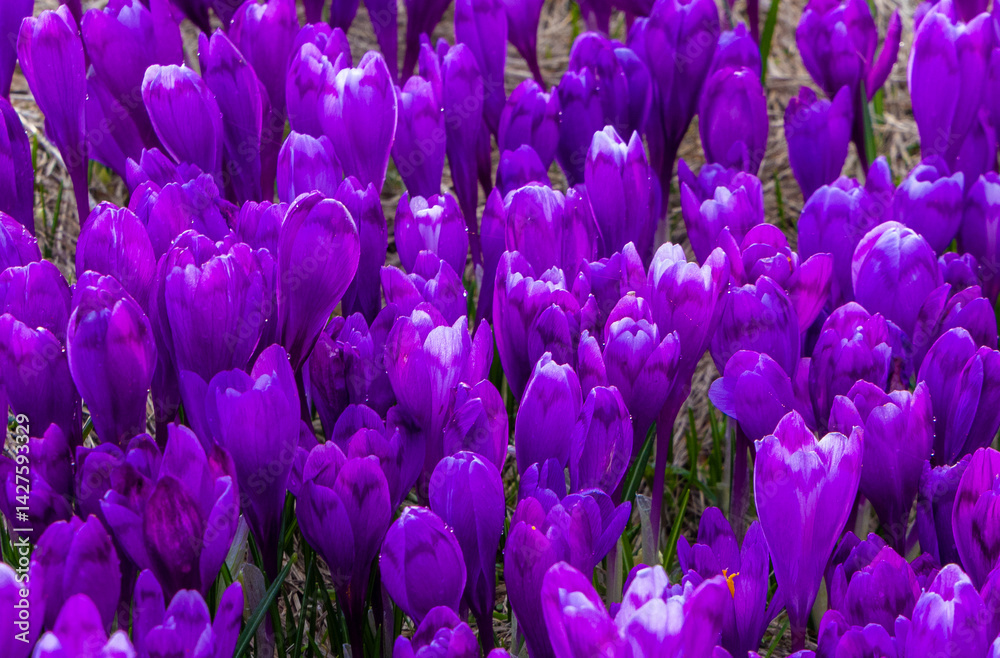 Many blooming crocuses in a field