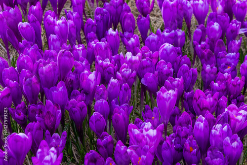 A group of many blooming purple crocuses