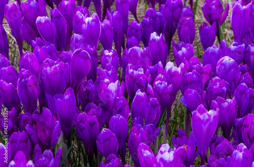 Obraz na płótnie Many blooming crocuses in a field w salonie