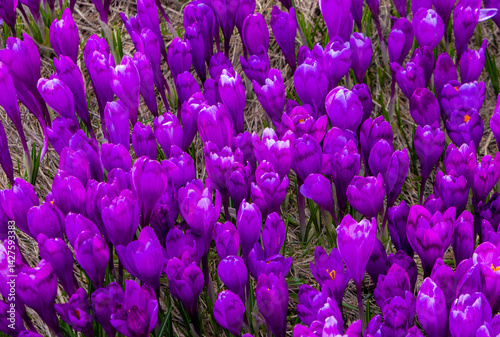 Close-up of many blooming purple crocuses