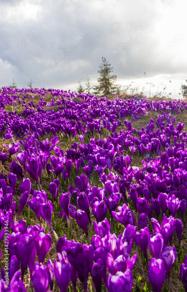 Mesmerizing landscape with a carpet of many crocuses on the alpine field. Many crocuses on the Prislop pass - Romania