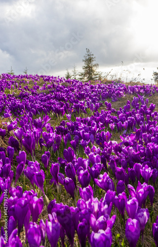 Mesmerizing landscape with a carpet of many crocuses on the alpine field. Many crocuses on the Prislop pass - Romania