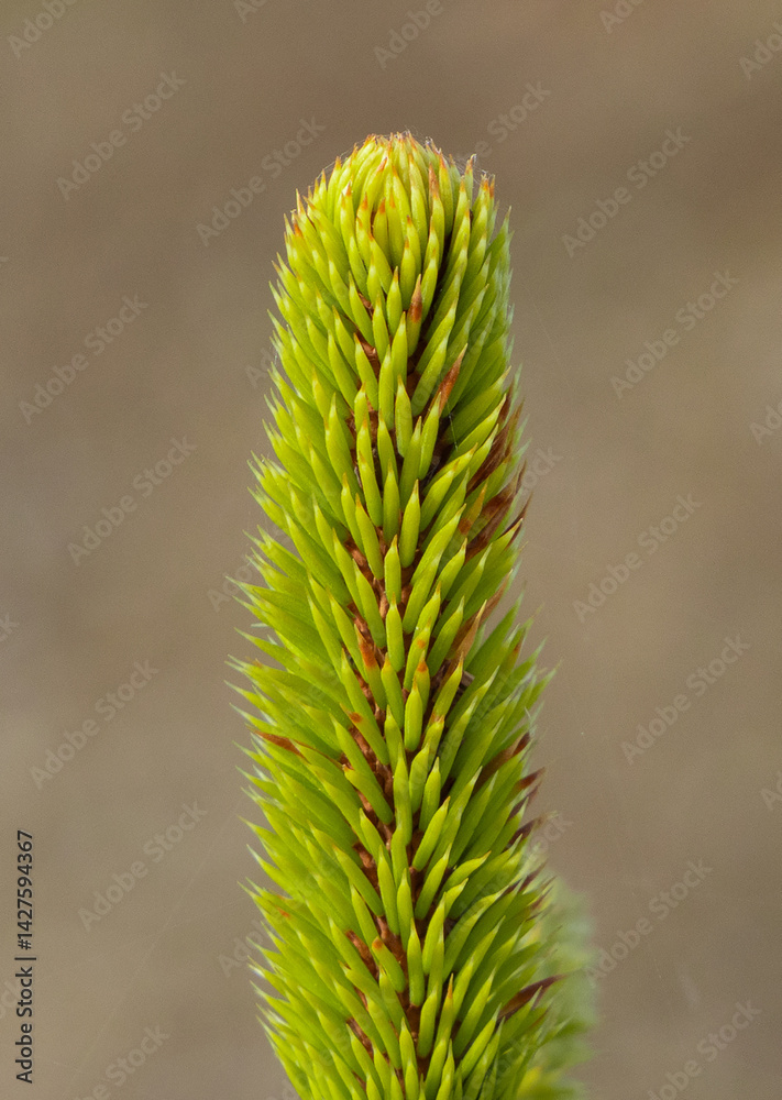 Close-up of a young spruce twig