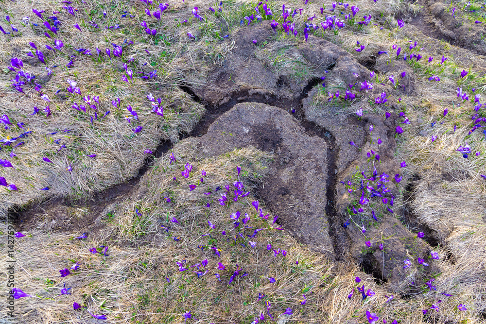 Many galleries made by mice on the ground surface