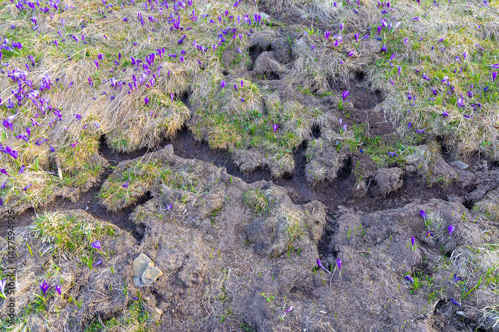 Many galleries made by mice on the ground surface