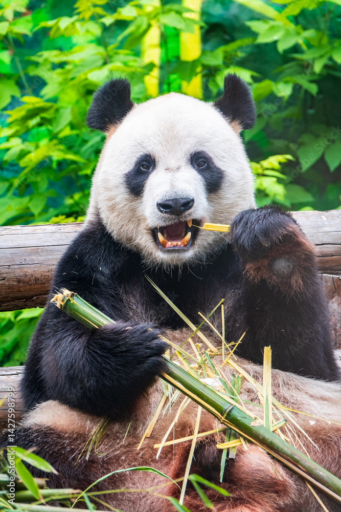 Fototapeta premium The Giant Panda Bear sits while eating a bamboo stalk