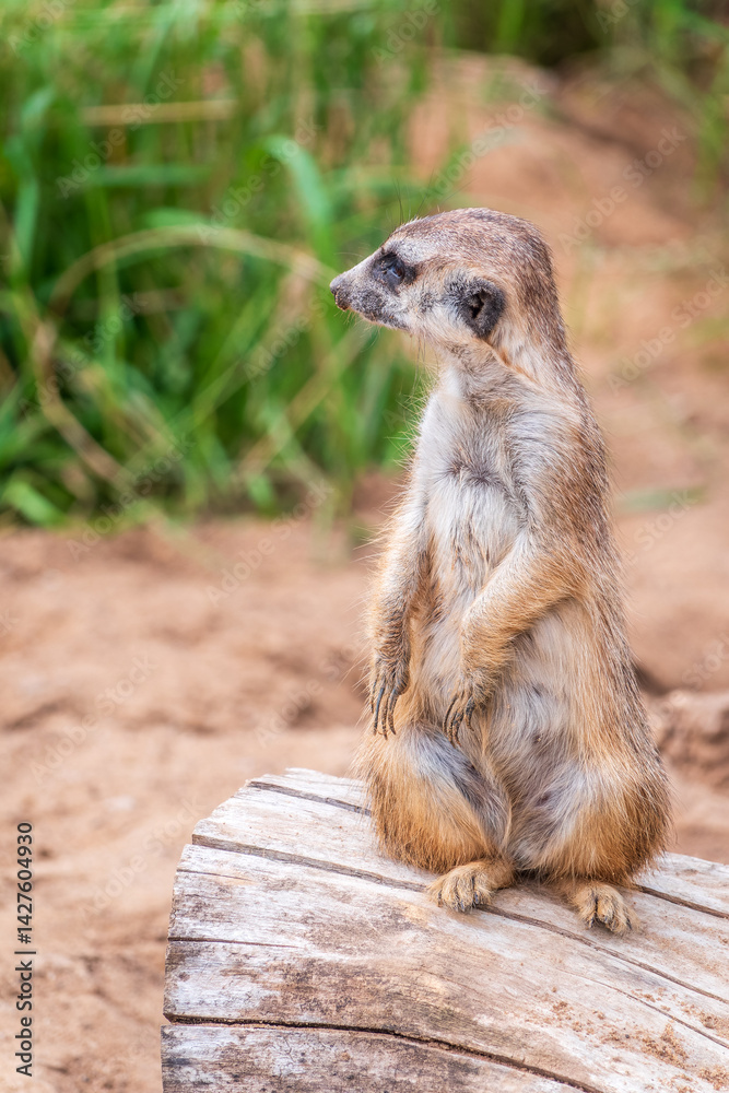 Fototapeta premium Meerkat, Suricata suricatta, on hind legs. Portrait of meerkat standing on hind legs with alert expression. Portrait of a funny meerkat sitting on its hind legs.