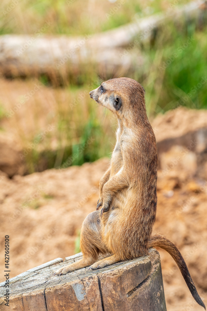 Fototapeta premium Meerkat, Suricata suricatta, on hind legs. Portrait of meerkat standing on hind legs with alert expression. Portrait of a funny meerkat sitting on its hind legs.