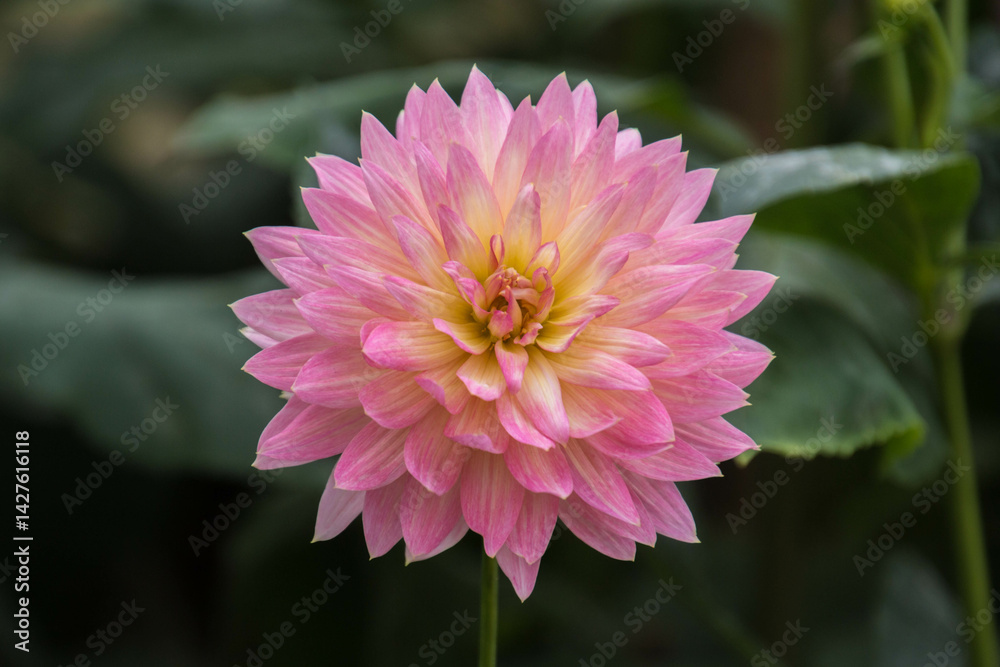 Pink Dahlia in Full Bloom
