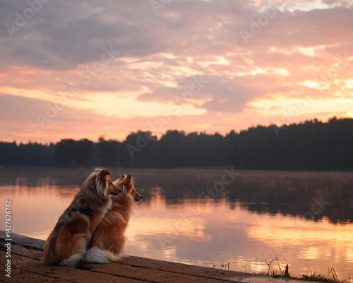 Fototapeta Naklejka Na Ścianę i Meble -  Two Collies sitting close together on a wooden dock as dusk sets in. The soft sunset light and the peaceful lake create a calm and scenic environment.