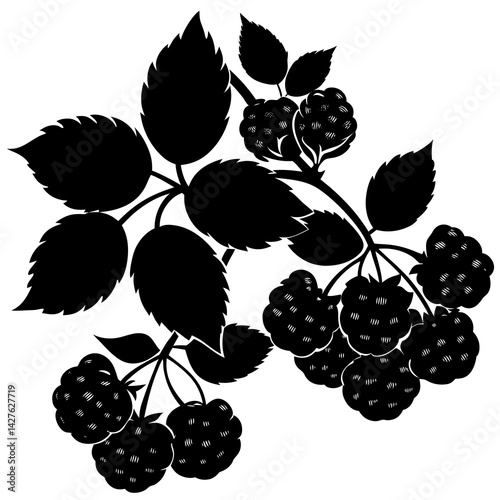 Black and White Raspberry Silhouette with Leaves – Botanical Fruit Vector Illustration

