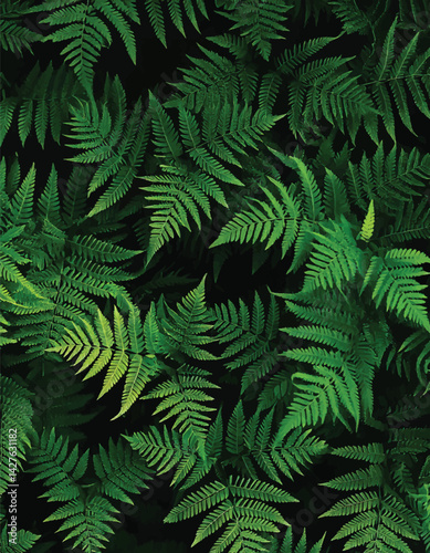 Nature photography of fern fronds, with a dark and lush green backdrop. Fresh fern leaves ideal for nature decor or designs. Lush ferns with rich green shades, creating a serene and natural atmosphere