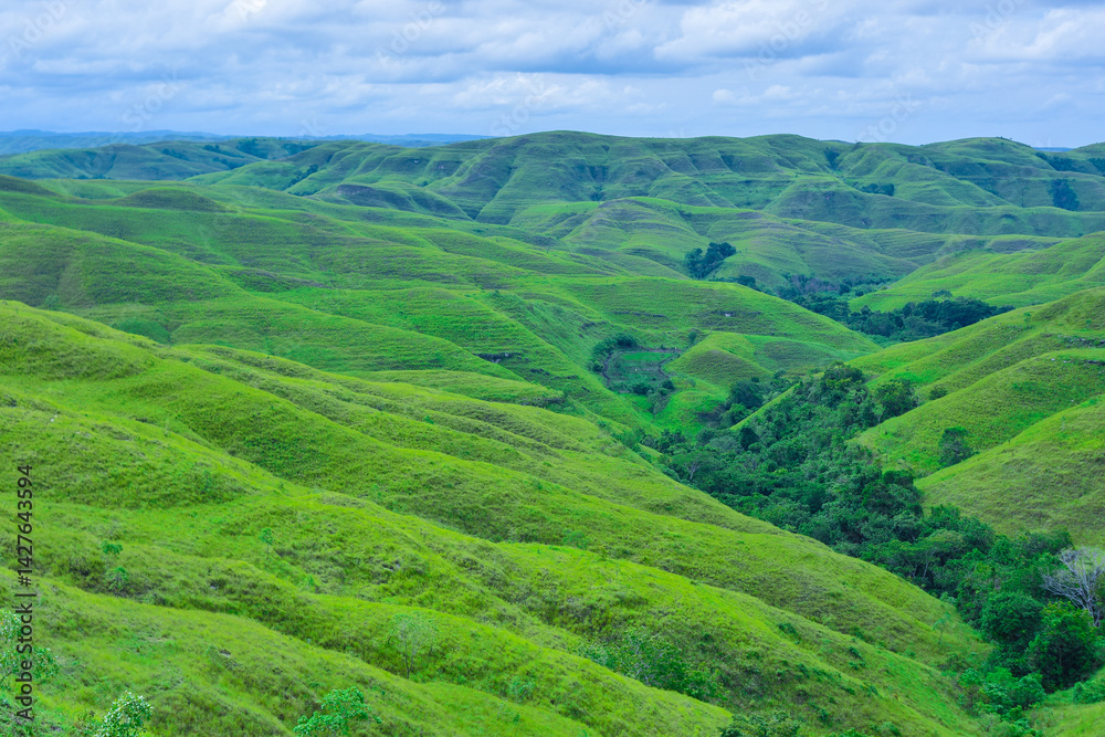 Naklejka premium Bukit Wairinding in Sumba a lust green hill in east of Indonesia