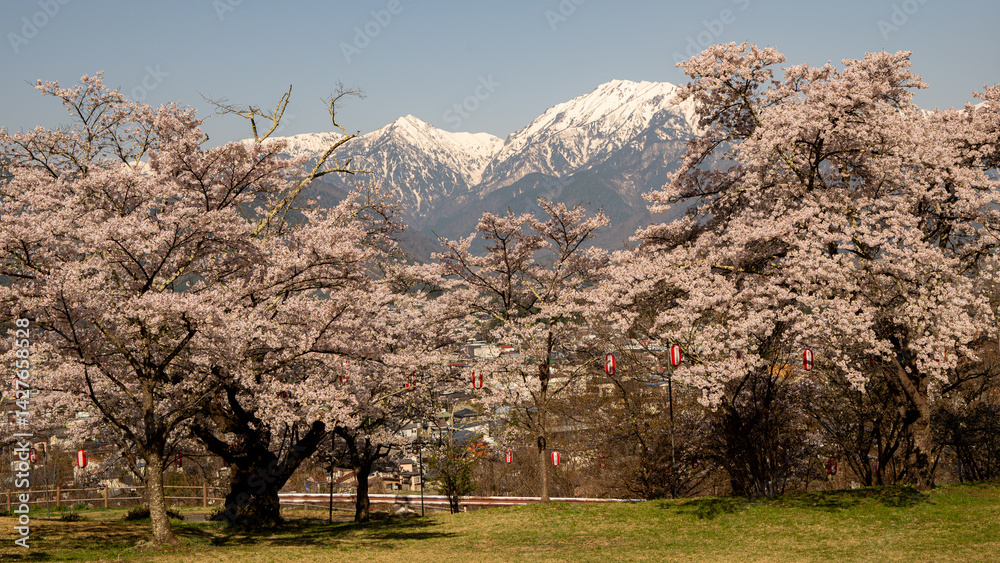 Fototapeta premium 満開の桜と残雪の北アルプス 長野県