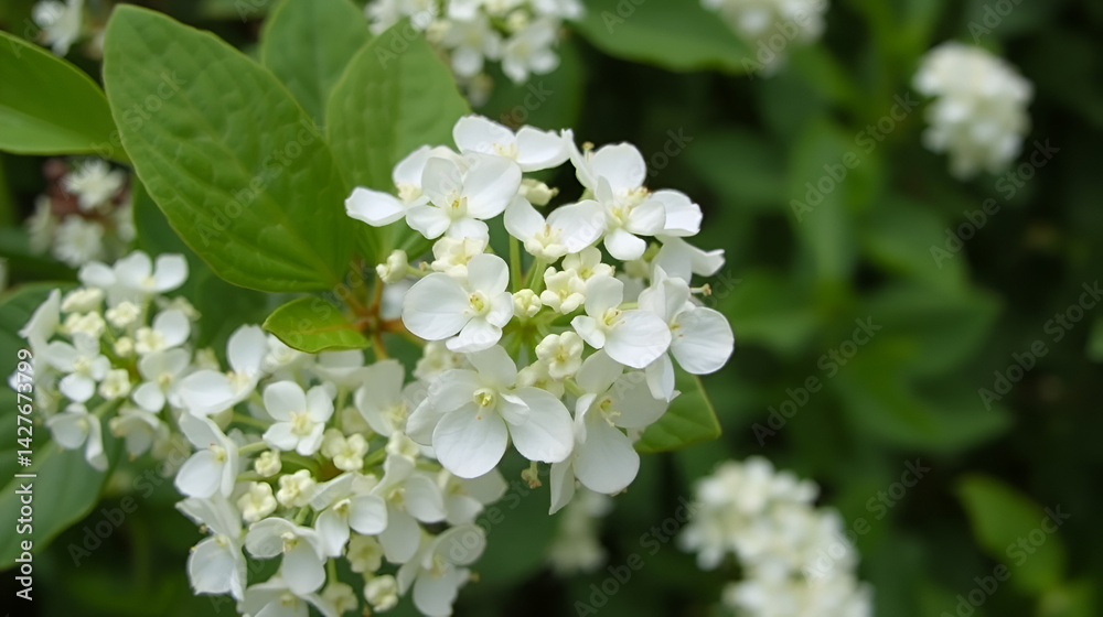 Viburnum lantana, also know as wayfarer or wayfaring tree. White flowers close up with green background. Nature, flowers, environment, parks and gardens. Viburnum lantana, also know as wayfarer or wayfaring tree. White flowers close up with green background. Nature, flowers, environment, parks and gardens.