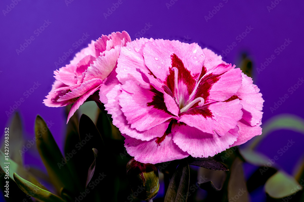 Pink Carnations with Dew Drops on purple Background