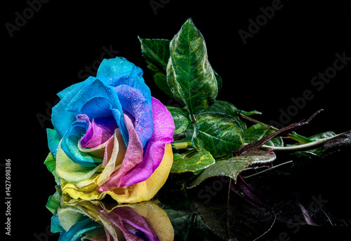Obraz na płótnie Rainbow Rose with Dewdrops on Black Background w salonie