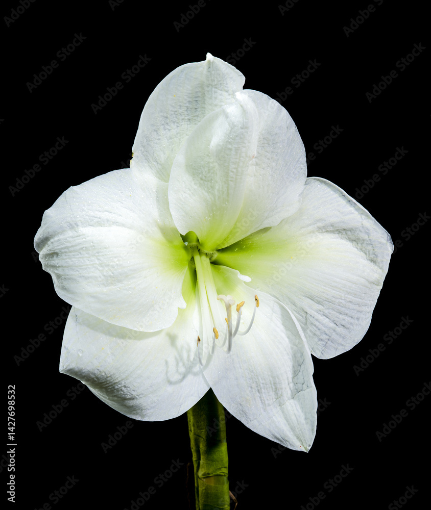White Amaryllis Flower with Dew Drops on black Background