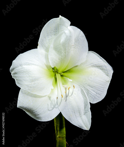 Obraz na płótnie White Amaryllis Flower with Dew Drops on black Background w salonie