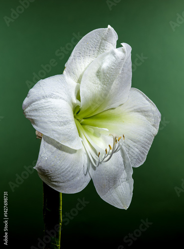 Obraz na płótnie White Amaryllis Flower with Dew Drops on Green Background w salonie