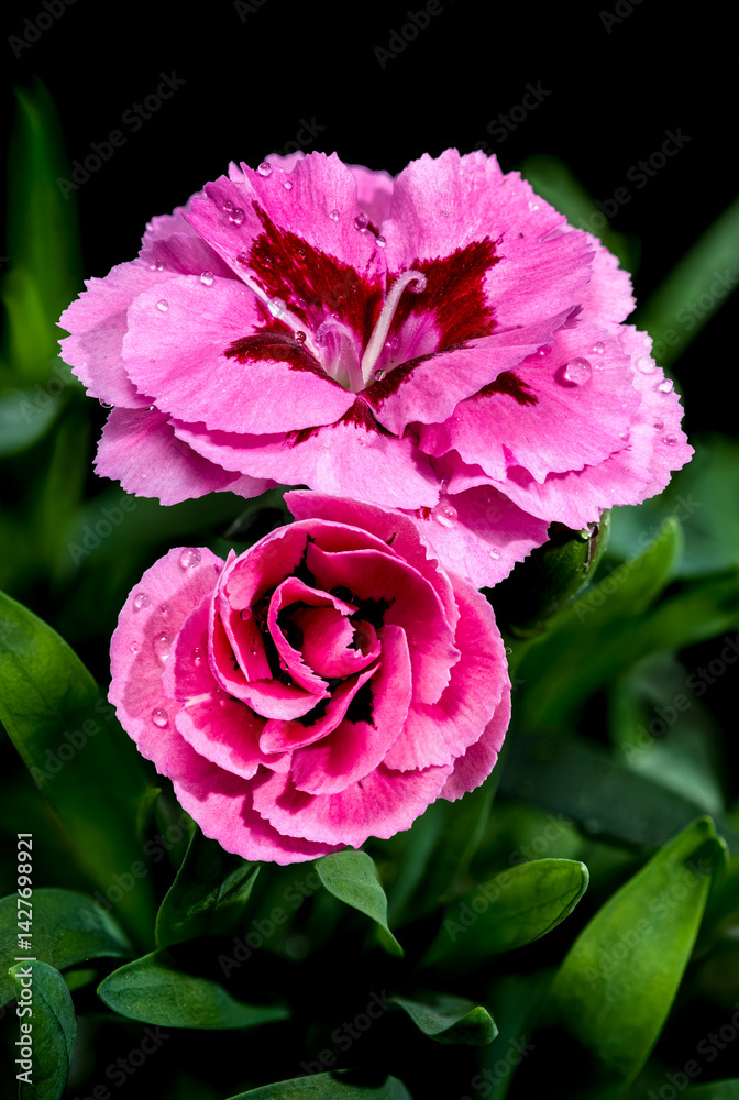 Pink Carnation with Dew Drops on Black Background
