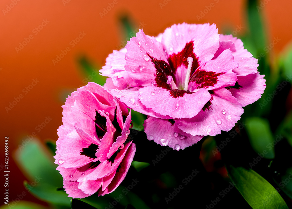 Pink Carnations with Dew Drops on Orange Background