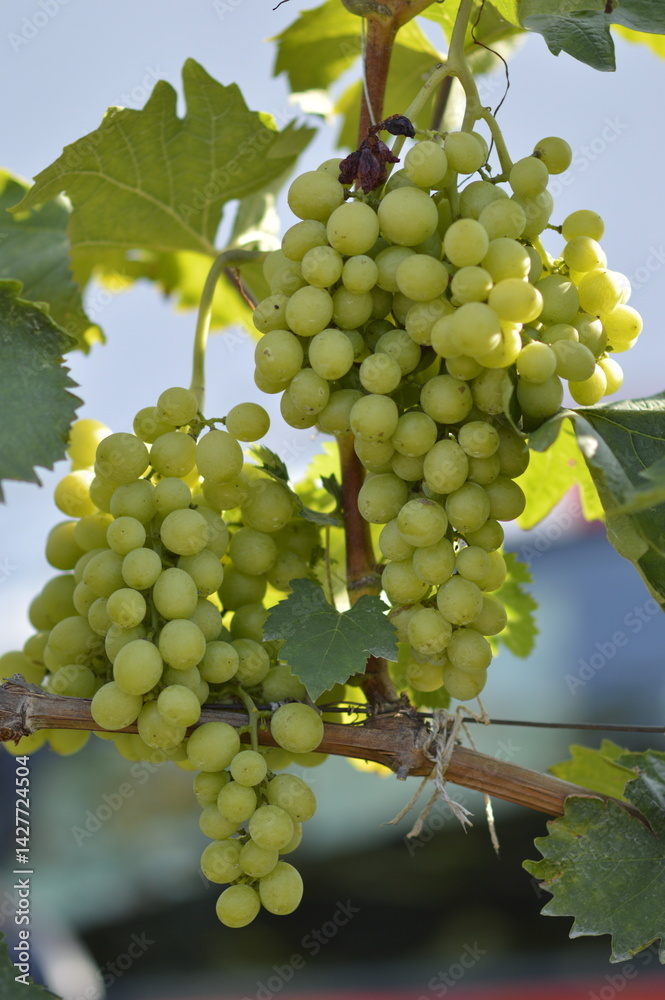 grapes in vineyard close up