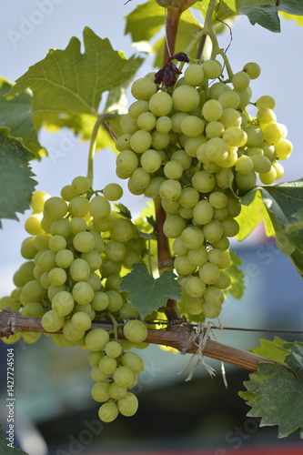 Obraz na płótnie grapes in vineyard close up w salonie